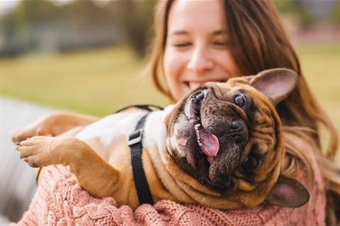 A friendly French bulldog being held by its owner.