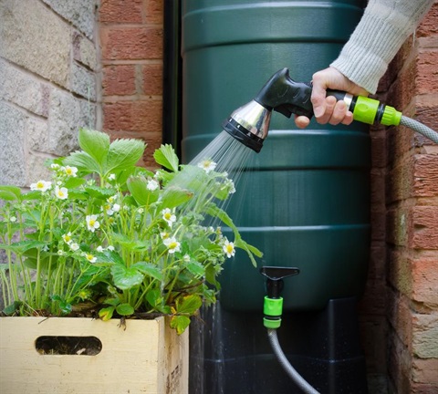 A close up of a hose connected to a rainwater tank being used to water some strawberry plants.