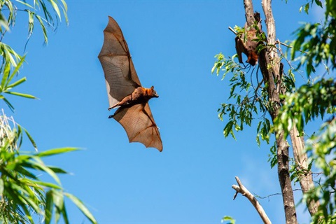 a flying fox