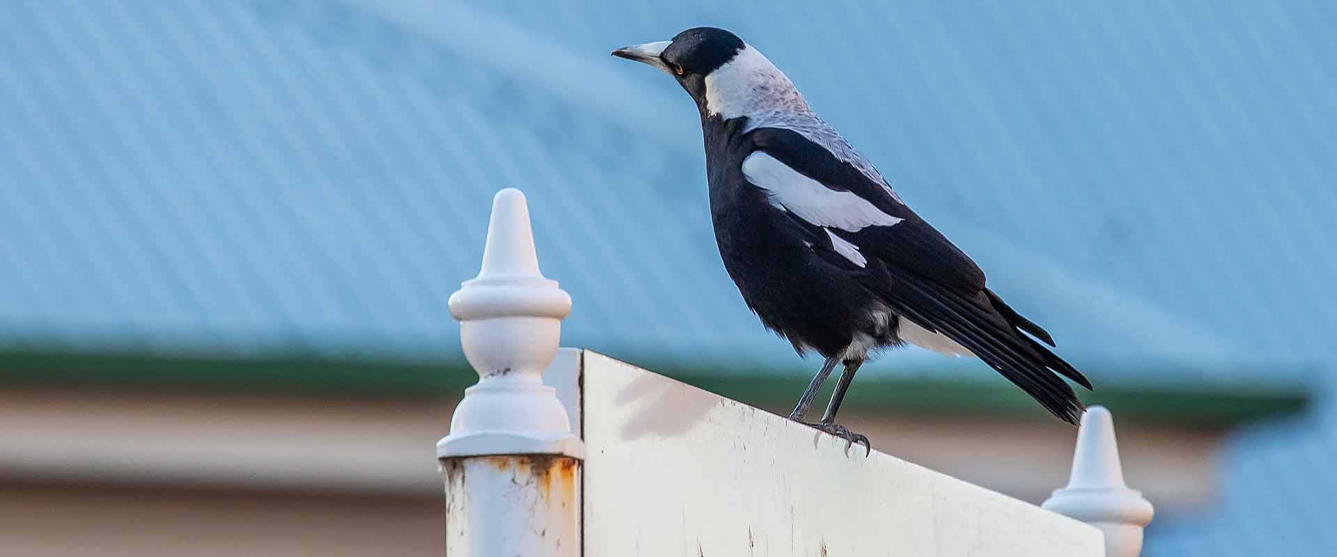 magpie-slide.jpg